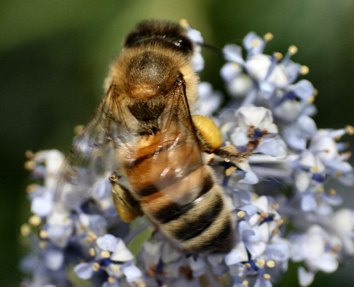 Apis mellifera